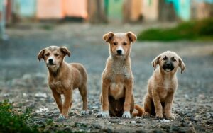 10 datos interesantes sobre los perros como mascotas