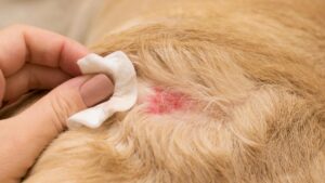 Alergias en la piel del perro
