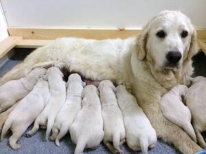 Cachorros Golden Retriever English Cream Desde Recién Nacidos Hasta 8 Semanas
