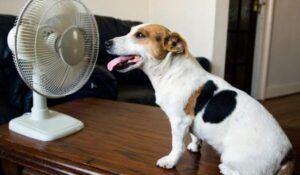 Cómo evitar que nuestro perro sufra un golpe de calor
