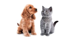 Perros y gatos: vivir juntos como hermanos y hermanas