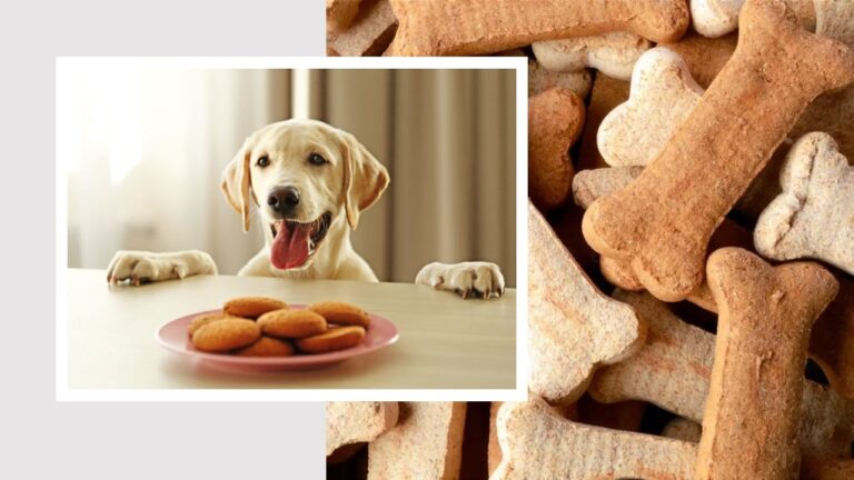Cocinando para mi perro- Receta de galletas para perros