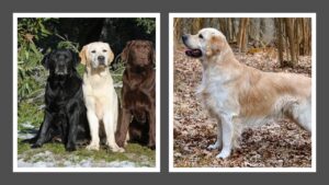 Diferencias entre un perro Labrador y un Golden Retriever