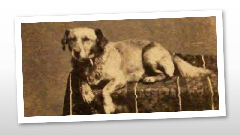 Fido, el primer perro famoso
