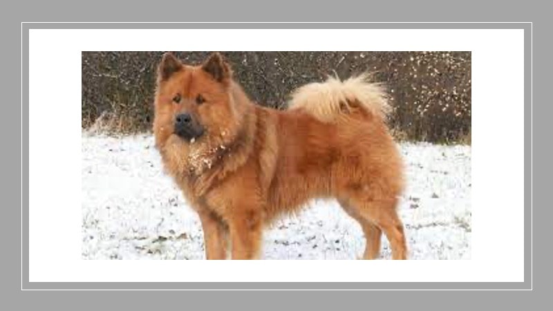 Eurasier: Cruce de perros Chow Chow y Wolfspitz, Samoyedo