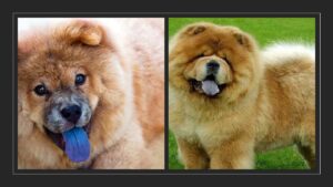 Qué razas de perros tienen la lengua azul
