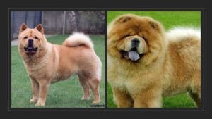 Tipos de perros Chow Chow